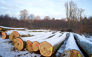 Ograniczenie wycinki w lasach. Na liście są cenne przyrodniczo obszary na Mazurach Ograniczenie wycinki w lasach. Na liście są cenne przyrodniczo obszary na Mazurach
